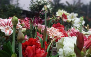 Khu vườn hơn 50 loài hoa đua nhau khoe sắc, rau quả tốt tươi ở Yên Bái