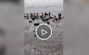 Cá mòi dạt kín bờ biển ở Philippines, dân mang thùng ra thu hoạch