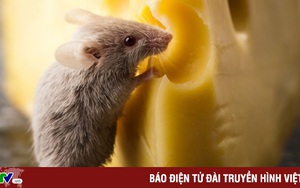 Chuột có thực sự thích phô mai như trong phim hay không?