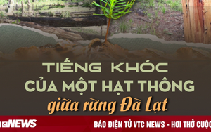 Tiếng khóc của một hạt thông giữa rừng Đà Lạt