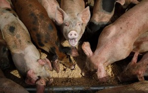 Hệ sinh thái ở Mỹ bị đe dọa bởi giống ‘siêu lợn’ thông minh