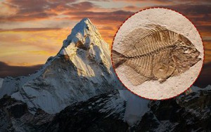 Tại sao trên dãy Himalaya lại có hóa thạch của loài cá?