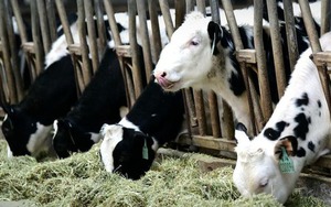 Đột phá khoa học: Nhân bản thành công 'siêu bò' có thể sản xuất 18 tấn sữa mỗi năm