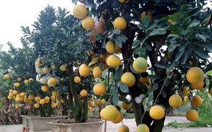 Chăm sóc bưởi cảnh sau tết thế nào để năm sau quả sai trĩu trịt