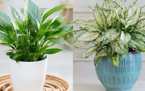 5 cây cảnh hợp người mệnh Kim giúp gia chủ ‘tiền đầy túi’, lộc lá kéo đến ầm ầm