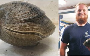"Cụ" ngao quý hiếm 214 năm tuổi, nặng 1,2kg suýt bị đưa lên bàn nhậu nhưng may mắn thoát cửa tử vì lý do đặc biệt