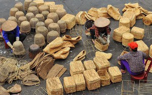 Loài cây bị ghét bỏ ở Trung Quốc, làm thức ăn cho gà heo, vào tay người Việt Nam lại thành hàng xuất khẩu triệu đô