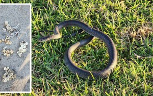 Úc: Bé 2 tuổi đuổi theo rắn độc, phát hiện điều kinh dị