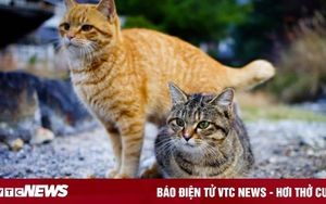 Thăm đảo Tashirojima - hòn đảo ở Nhật Bản nơi 'cư dân' chủ yếu là... mèo
