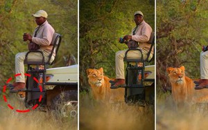 Tại sao sư tử không tấn công người trong xe safari?