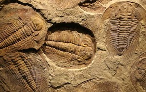 Bọ ba thùy có con mắt thứ ba ẩn giấu, hóa thạch mới tiết lộ