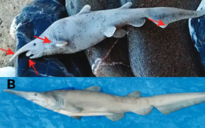 Bức ảnh cá mập yêu tinh qua mặt các nhà khoa học: Chỉ 10 người từng nhìn thấy, sự thật không ngờ