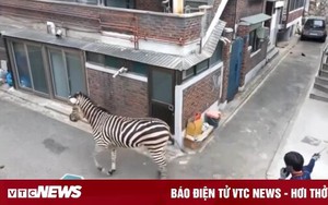 Ngựa vằn bị tóm sau ba giờ chạy trốn ở Seoul, Hàn Quốc