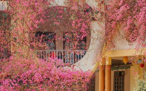 Ngôi trường đang hot nhất trên MXH: Cả khuôn viên bao phủ bởi giàn hoa giấy khổng lồ, khung cảnh đẹp như vườn cổ tích
