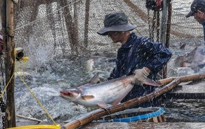 Một loài cá của Việt Nam 'vươn tầm' ở Trung Quốc, chuyên gia kinh ngạc: Điều gì xảy ra với vị thế của Bắc Kinh?