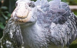 Cò Shoebill: Nhìn xấu xí nhưng lại ăn thịt được cả linh dương và cá sấu