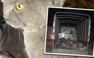 Truy theo dấu mèo cưng mất tích, cô gái và nhóm giải cứu động vật tá hỏa khi phát hiện thứ trên chiếc xe tải