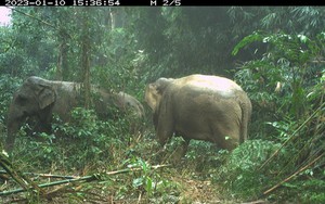 Hà Tĩnh: Phát hiện 2 voi rừng ở Vườn quốc gia Vũ Quang
