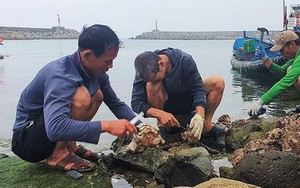 Nỗ lực bảo tồn hàu răng cưa khổng lồ