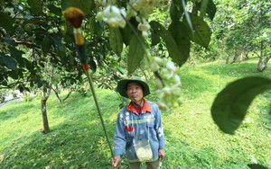 Người nông dân "se duyên" cho bưởi đặc sản ở Hà Tĩnh