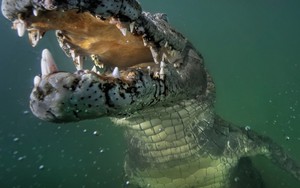 'Vũ khí' giúp cá sấu tiêu diệt bệnh nhiễm nấm