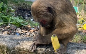 Phát hiện khỉ mặt đỏ quý hiếm đi lạc vào khu dân cư ở Thừa Thiên - Huế