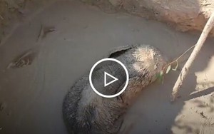 Giải cứu voi con mắc kẹt dưới hố bùn ở Thái Lan