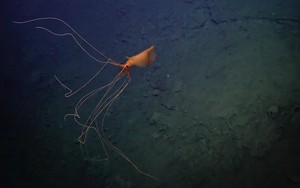 Mực vây lớn khổng lồ cực hiếm dưới biển sâu