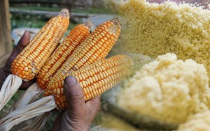Lên bản người Mông, thưởng thức ngọt bùi của món ăn mèn mén từ hạt "Ngọc Mễ"