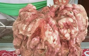 Kỳ lạ củ khoai lang giống chiếc bình vôi, nặng 9 kg ở Nghệ An