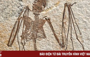 Những phát hiện mới về dơi từ bộ xương dơi lâu đời nhất