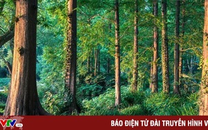 Cây thực sự có thể "giao tiếp" - theo một nghiên cứu mới