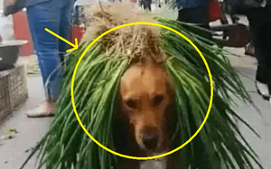 Đưa chó Golden “hướng nội” đi mua rau, 15 phút sau cả chợ cười như nắc nẻ trước cảnh tượng này