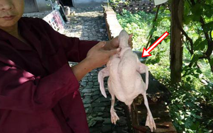 Mổ vịt bất ngờ đụng trúng 'vật thể lạ trong suốt', tưởng đồ bỏ hóa ra giá hơn 300 tỷ