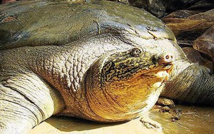 Rùa Hoàn Kiếm chết là 'đòn' giáng mạnh vào nỗ lực bảo tồn