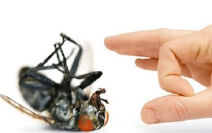 Tuyệt chiêu khiến ruồi biến mất khỏi nhà bạn trong nháy mắt