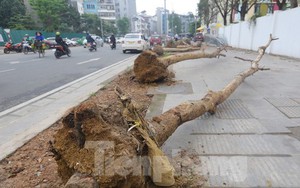 Hà Nội: Nhổ bỏ hàng cây tiền tỷ chết khô trên đường Huỳnh Thúc Kháng kéo dài