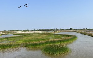 Cách chống xâm nhập mặn đáng nể của nông dân Việt Nam: Một loại cỏ dễ mọc, chi phí thấp, giúp thu đến 100 triệu/năm