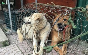 Được giải cứu khỏi quán thịt chó, chú chó trả ơn bằng cách không ai ngờ