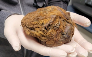 Sự thật về "xác ướp yêu tinh” 30.000 năm không tan rã trong mỏ vàng