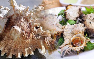 Mỹ vị loại ốc sư tử, đặc sản trên vùng biển Cô Tô