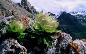 Hoa sen mọc trên núi đá, 7 năm nở 1 lần tại Trung Quốc lại đang được người Việt sẵn sàng chi 4 triệu đồng/cây vì danh ‘tiên dược’