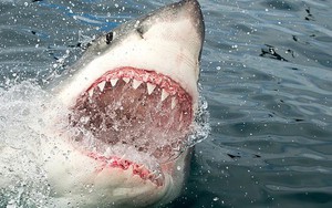 Vụ cá mập tấn công người khủng khiếp nhất trong lịch sử