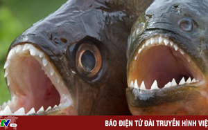 Cá piranha tấn công 8 du khách tại khu nghỉ dưỡng ở Brazil
