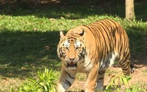 Người dân lại trình báo nhìn thấy thú hoang dã giống hổ ở Lâm Đồng