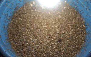 Mối ra dày đặc, người dân lo "thời tiết dị thường"