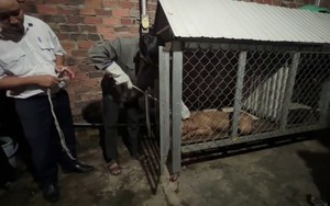 Gây mê chó Pitbull cắn chết cụ bà ở Bình Dương để xử lý