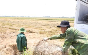 Đội nắng 40 độ C, kiếm tiền từ nghề cuộn rơm ở Nghệ An