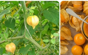 Quả tầm bóp có tác dụng gì?