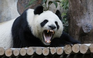 Gấu trúc khổng lồ có vẻ ngoài rất dễ thương, tại sao người xưa không thuần hóa làm thú cưng?